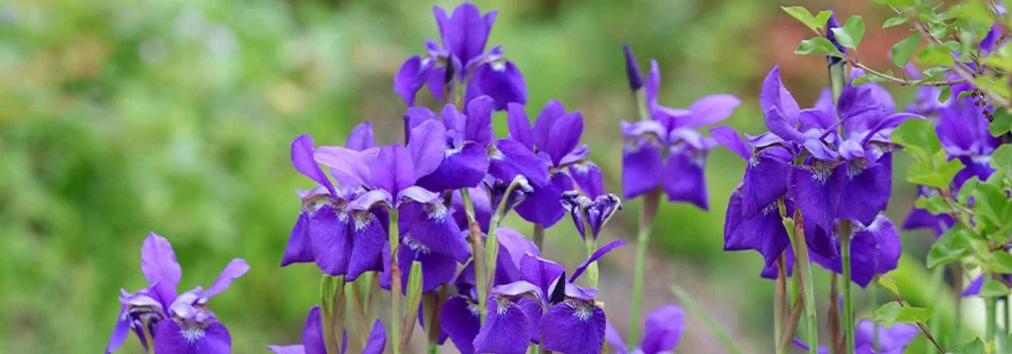 How to plant and care for water irises?