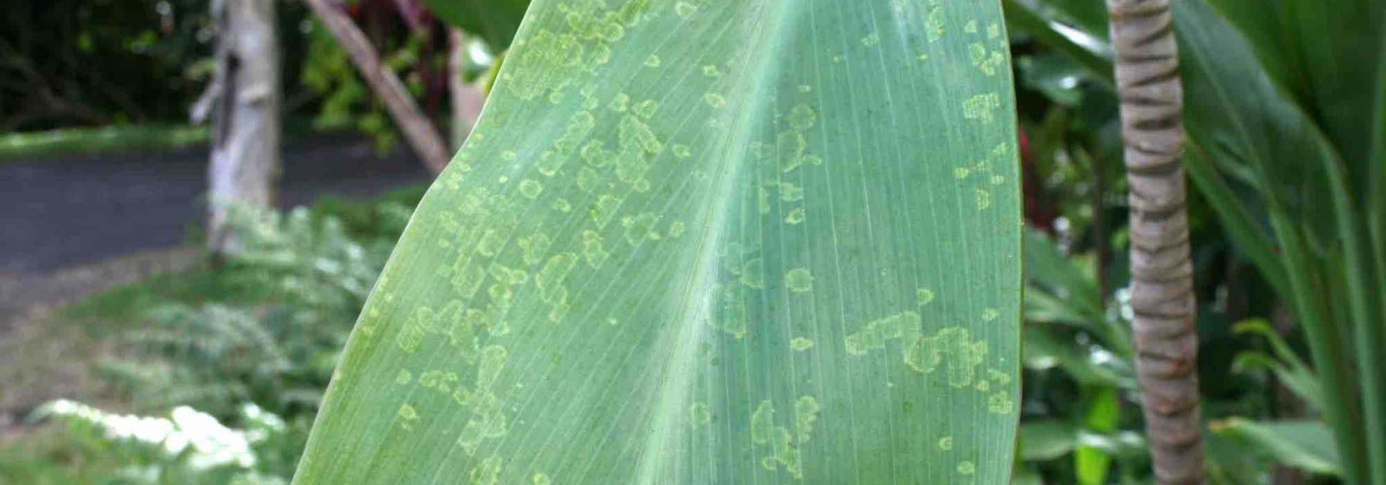 Cordyline diseases and parasitic pests