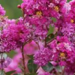 Diseases and pests of crape myrtle or Lagerstroemia