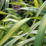 Phormium diseases and parasites