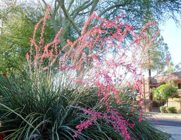 How to propagate <i>Hesperaloe</i> or red yucca?