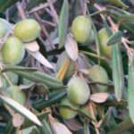 Olive tree canker: identification and treatment