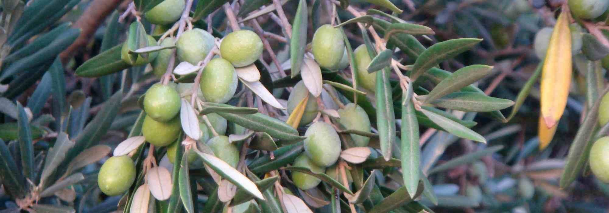 Olive tree canker: identification and treatment