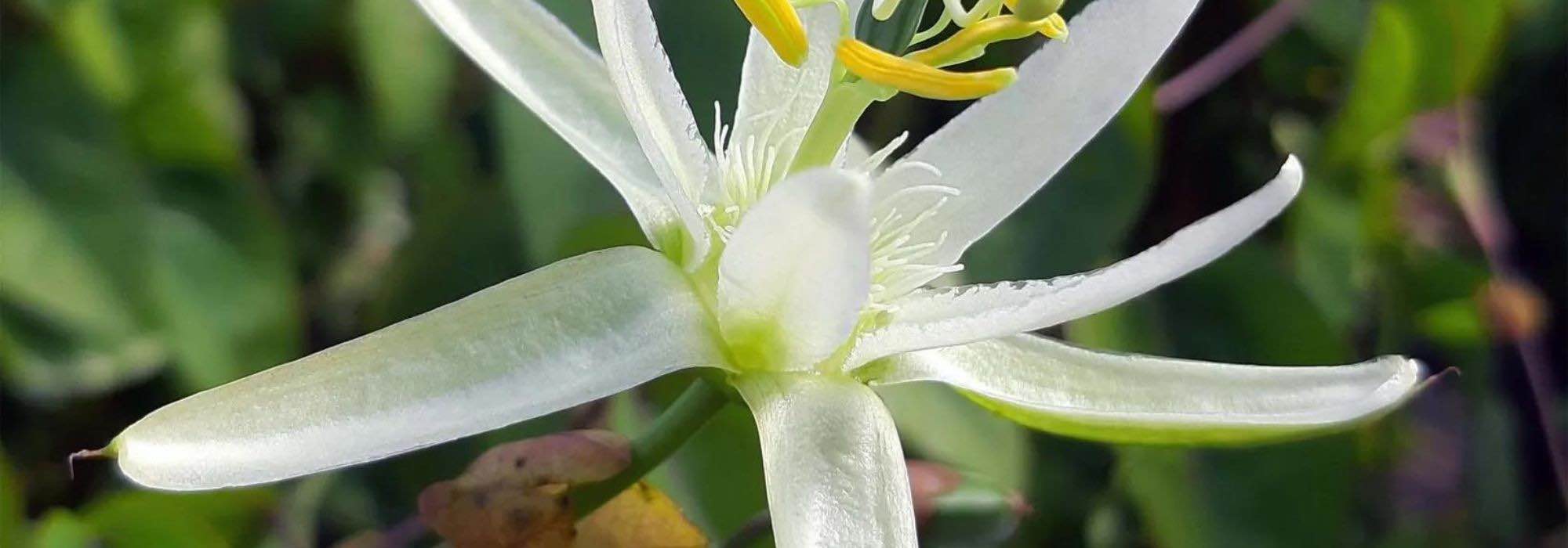 The most beautiful passionflowers with white flowers