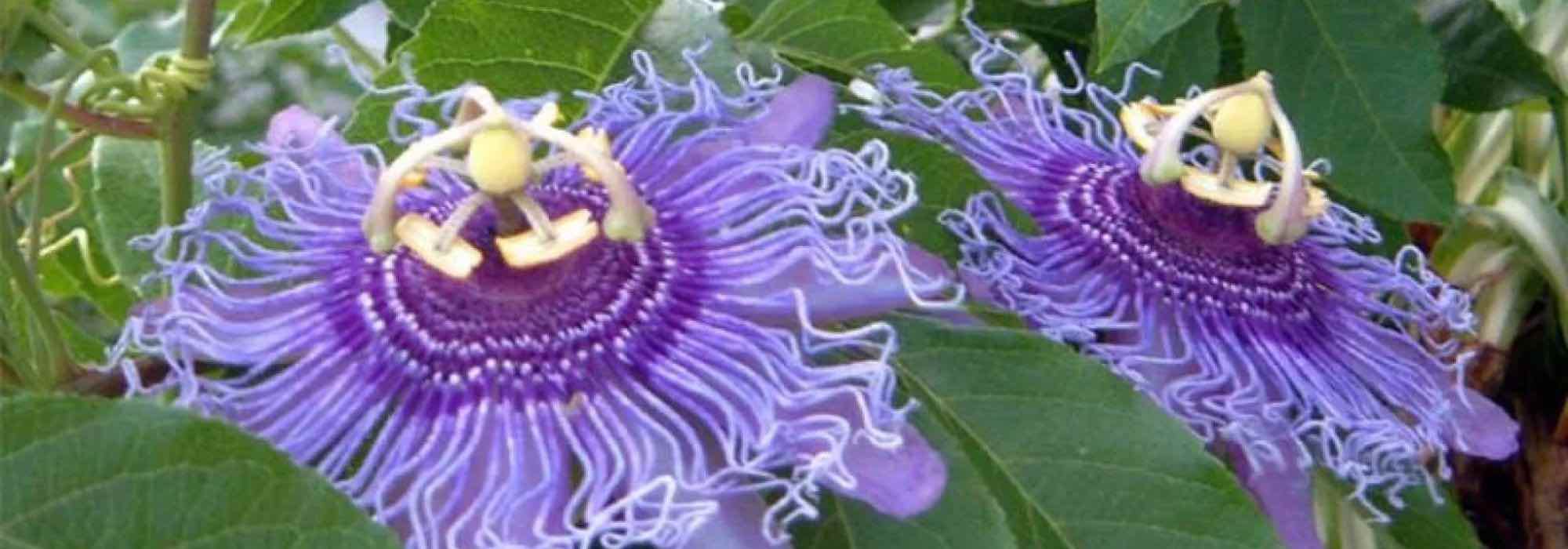 Passionflowers with mauve and violet flowers.