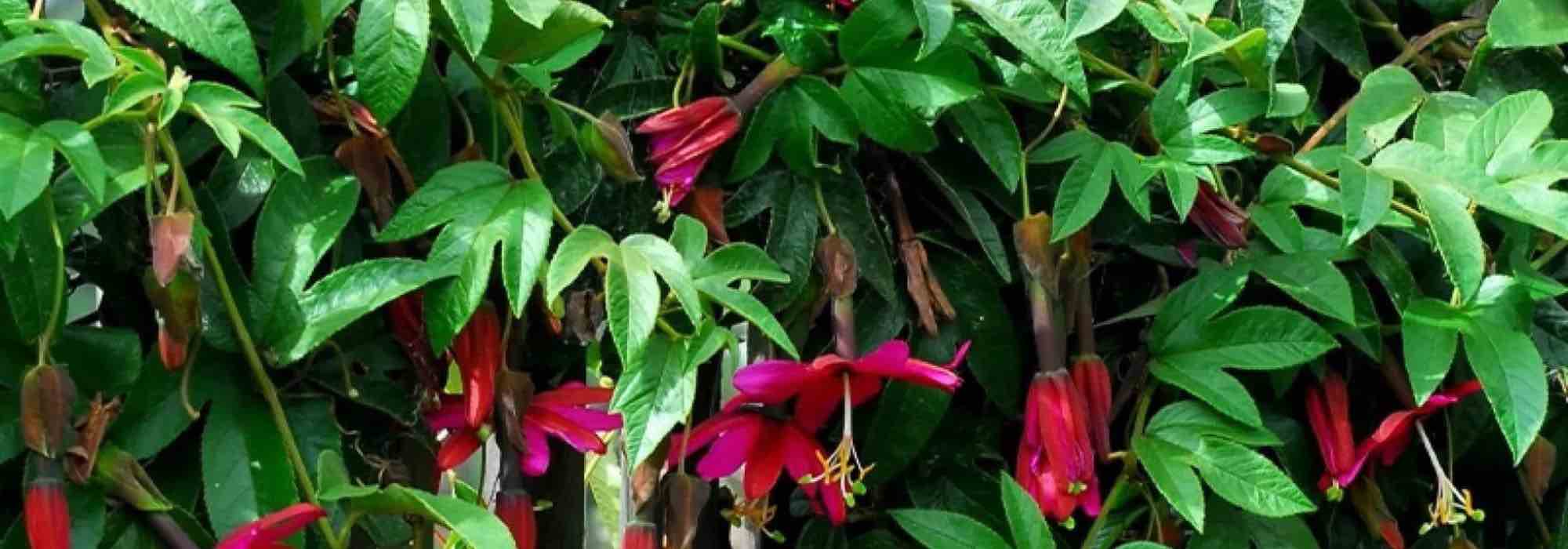 7 pink-flowered passion flowers to brighten up the garden