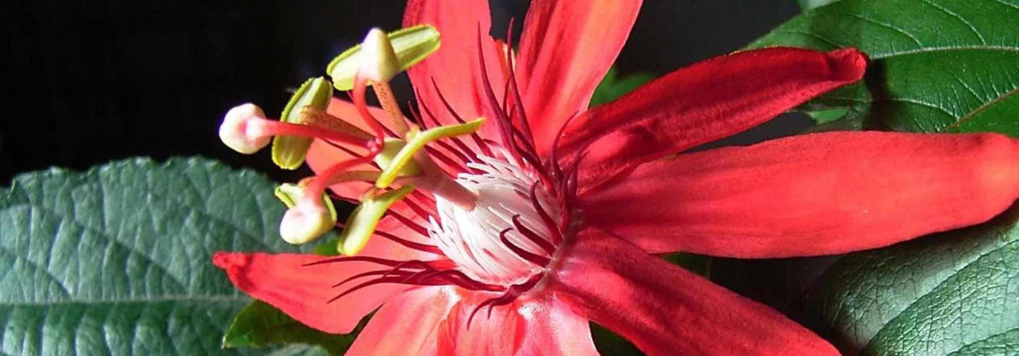 The most beautiful passion flowers with red flowers