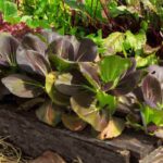 Permaculture and a small garden, is it possible?