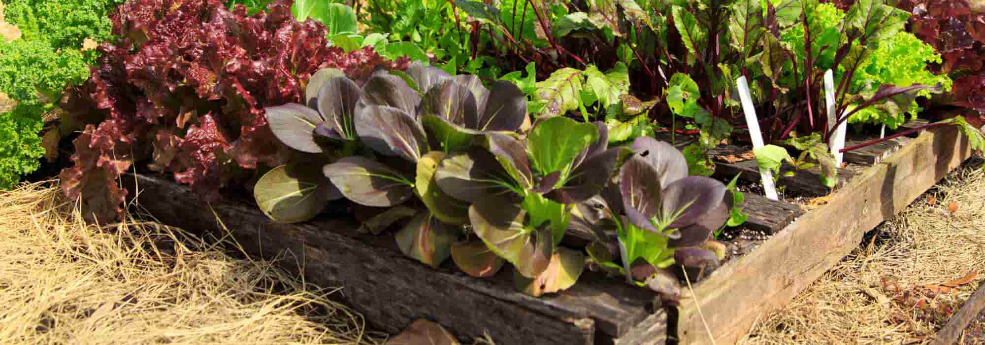 Permaculture and a small garden, is it possible?