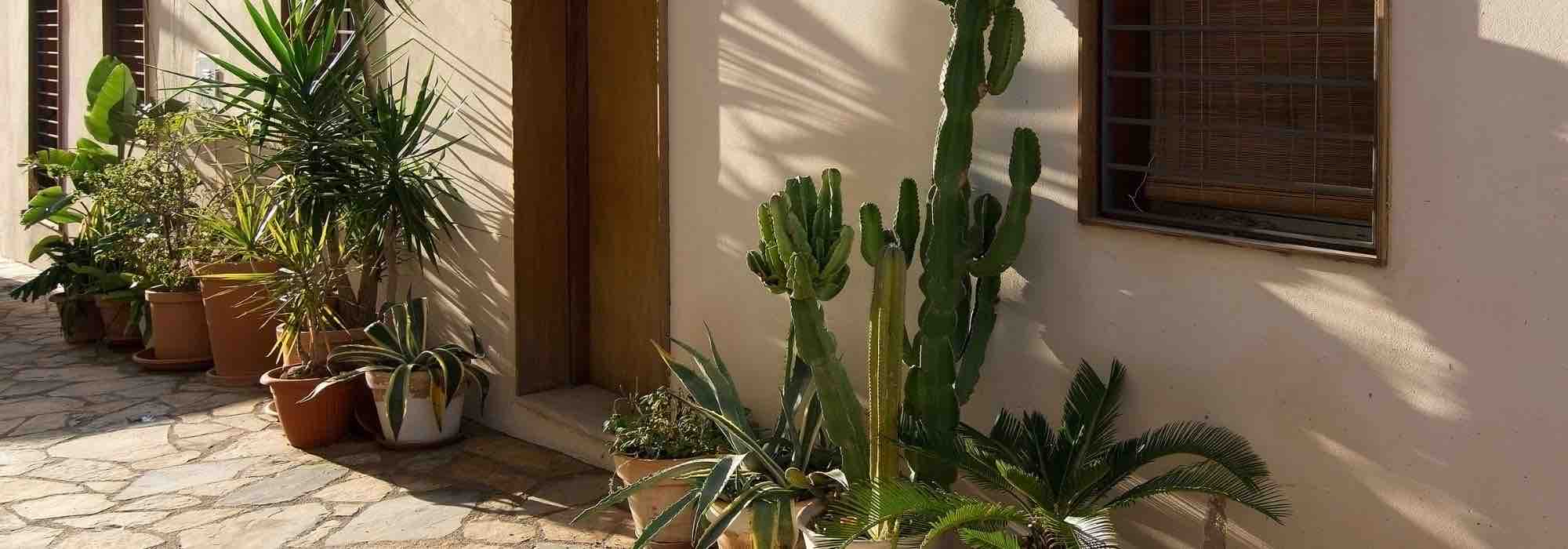 Taking indoor plants outdoors during warmer months: all our tips