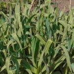 Perennial leek: how to plant and cultivate it