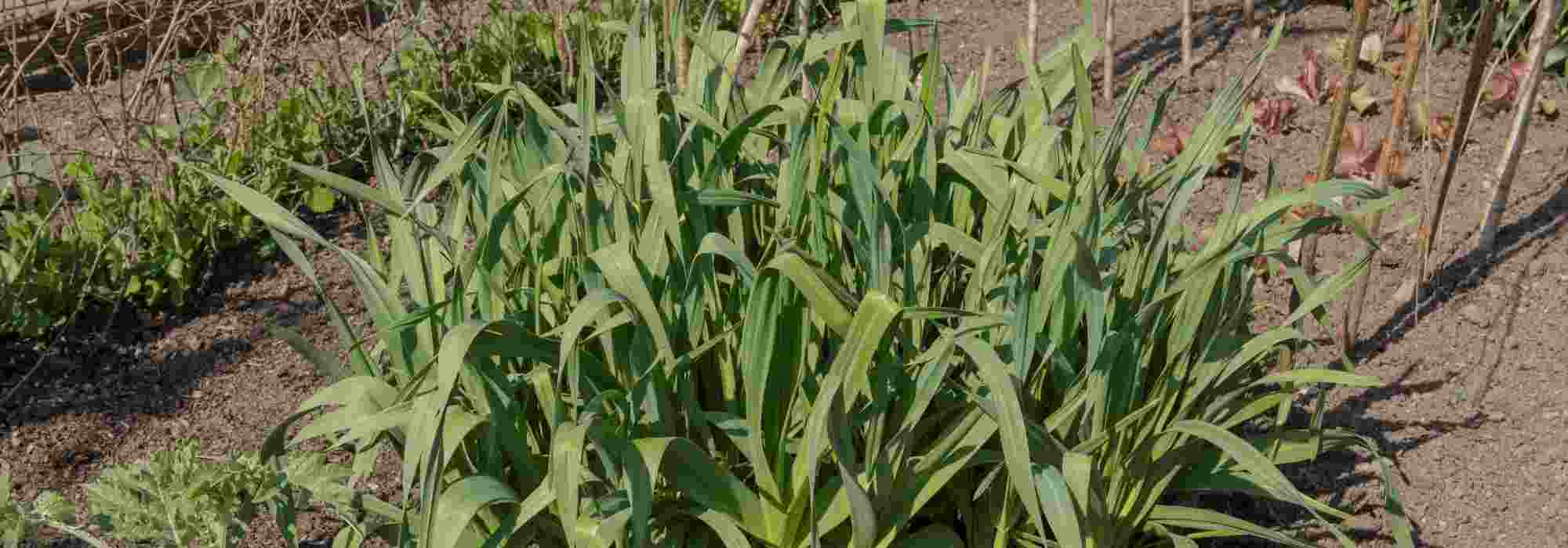 Perennial leek: how to plant and cultivate it