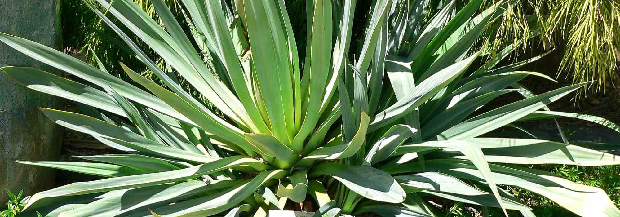 Growing Beschorneria in pots