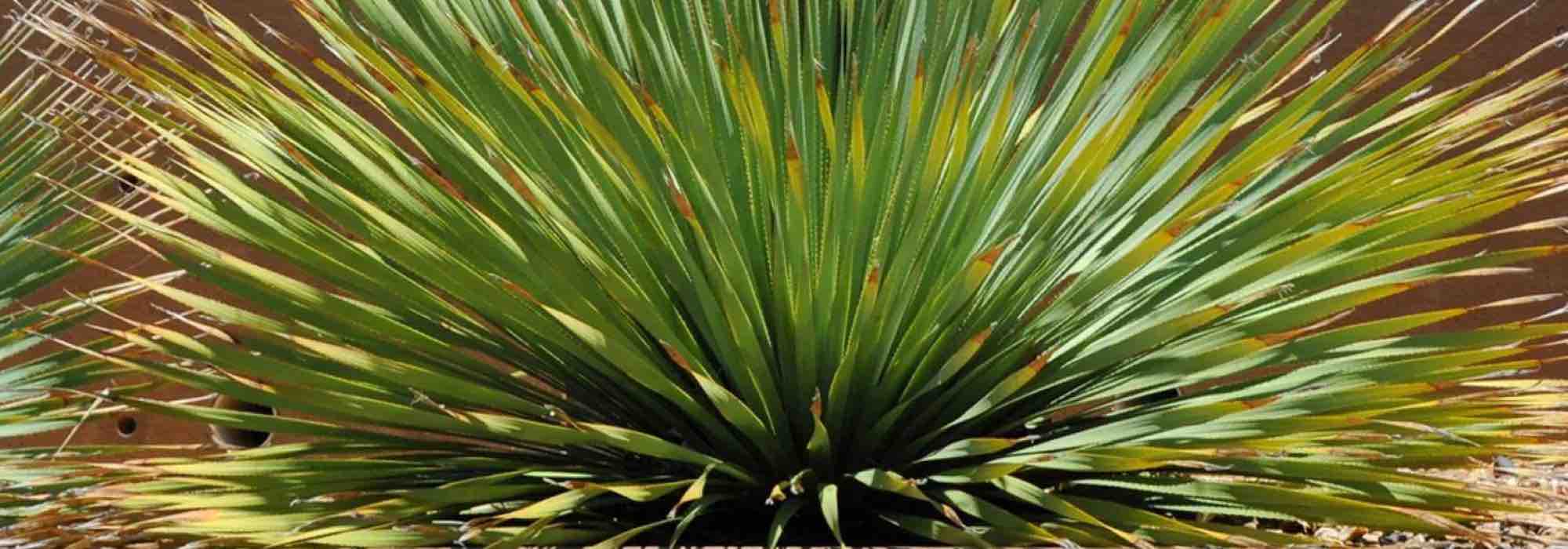 Growing Dasylirion in pots