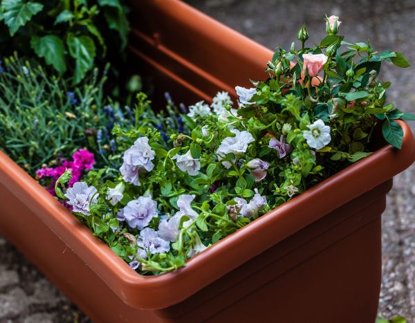 How to Fail at Your Window Boxes in 6 Lessons?