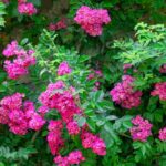 Our selection of pink-flowered climbing roses