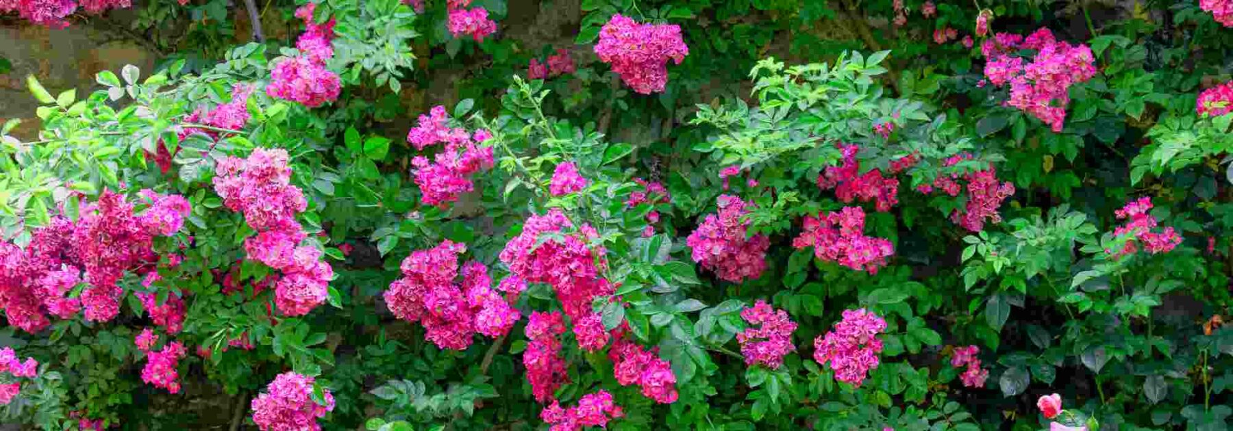 Our selection of pink-flowered climbing roses