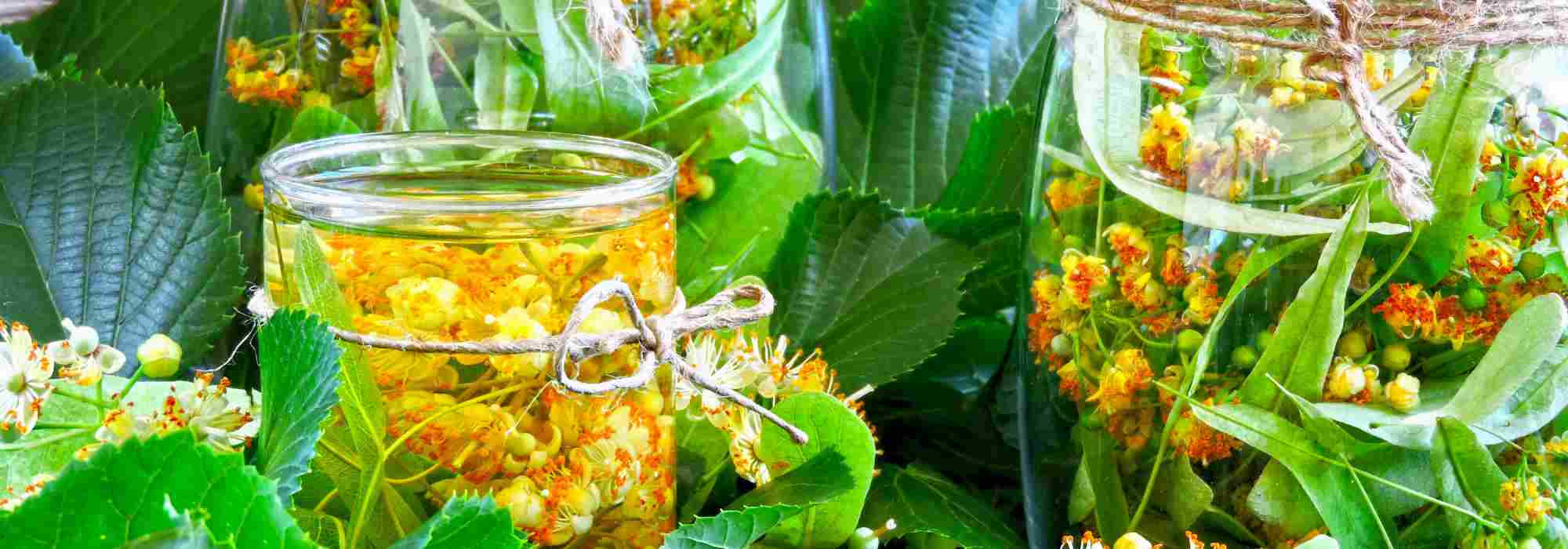 Fresh lime tree: a natural ally with multiple uses