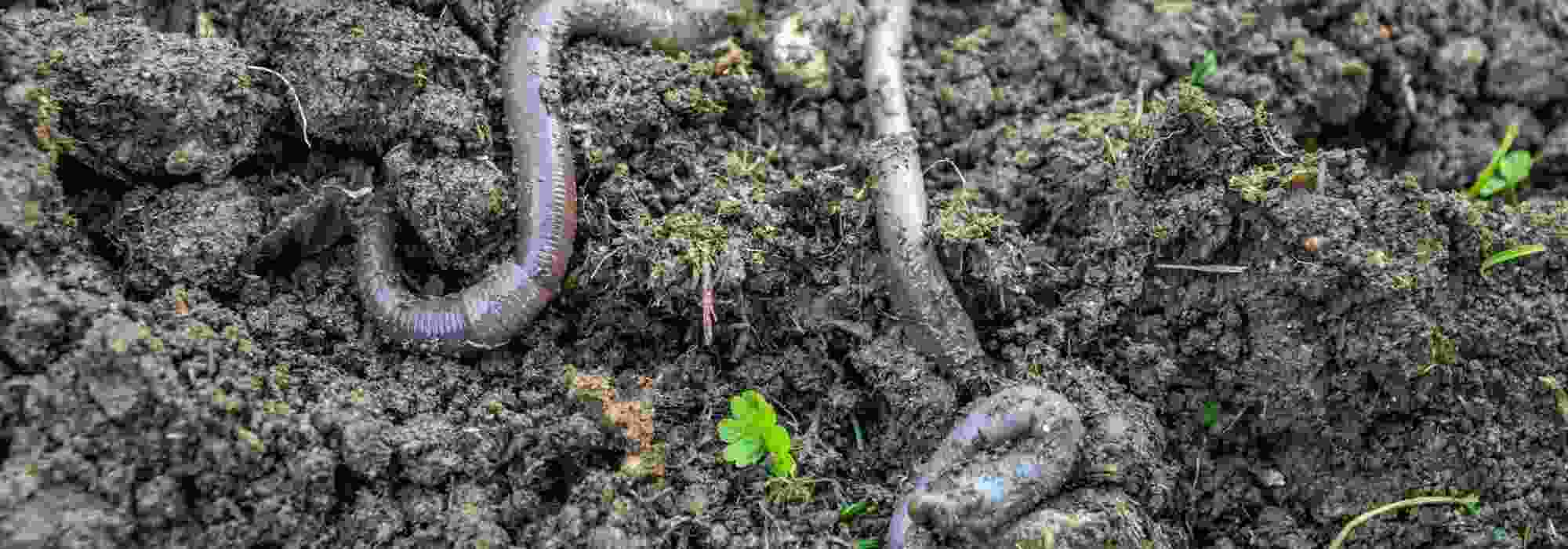 How to encourage soil life in the garden?