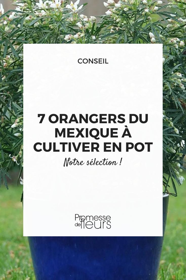 choisya 'Little Bee'