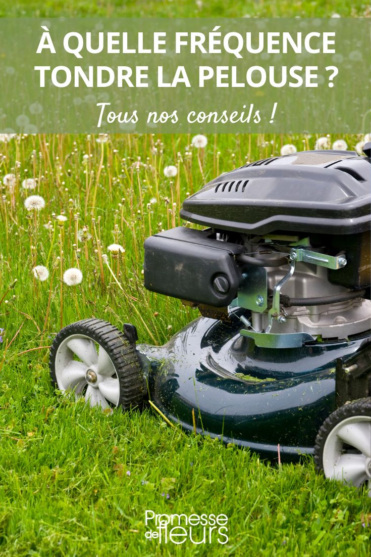 **Lawn Mowing Tips**

Mowing the **short grass meadow** is an essential task to maintain a healthy and beautiful lawn. Here are some tips to help you achieve the best results:

1. **Frequency**: Regular mowing is key to a healthy lawn. Aim to mow once a week during the growing season.

2. **Height**: Adjust the cutting height of your mower according to the type of grass in your lawn. For most grasses, a cutting height of around 2.5 to 3 inches is ideal.

3. **Sharp Blades**: Make sure your mower blades are sharp to ensure a clean cut. Dull blades can tear the grass, leaving it vulnerable to diseases.

4. **Alternate Directions**: Change the mowing direction each time you mow to prevent the grass from leaning in one direction.

5. **Clippings**: Leaving grass clippings on the lawn can provide nutrients. However, if the grass is too long, it's best to collect the clippings to avoid smothering the lawn.

6. **Avoid Mowing Wet Grass**: Mow when the grass is dry to prevent clumping and uneven cuts.

7. **Trim Edges**: Don't forget to trim the edges of the lawn for a clean and polished look.

By following these tips, you can maintain a healthy and vibrant **short grass meadow** that will be the envy of your neighbours.