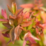 Abelia: 5 varieties to grow in pots
