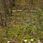 What is a fairy ring? Explanations, legends and mysteries