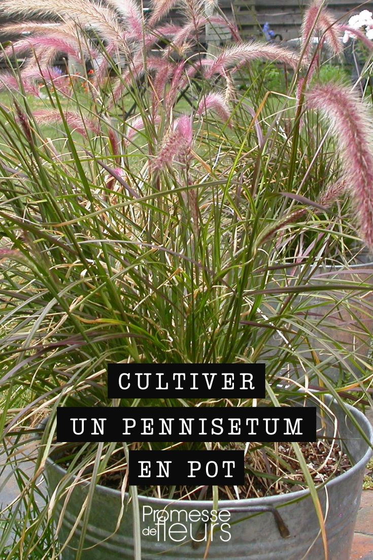 pennisetum in a pot