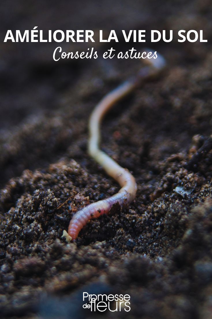 enriching the soil and soil life