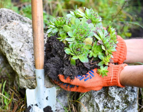 How to plant succulents in the ground in the garden?