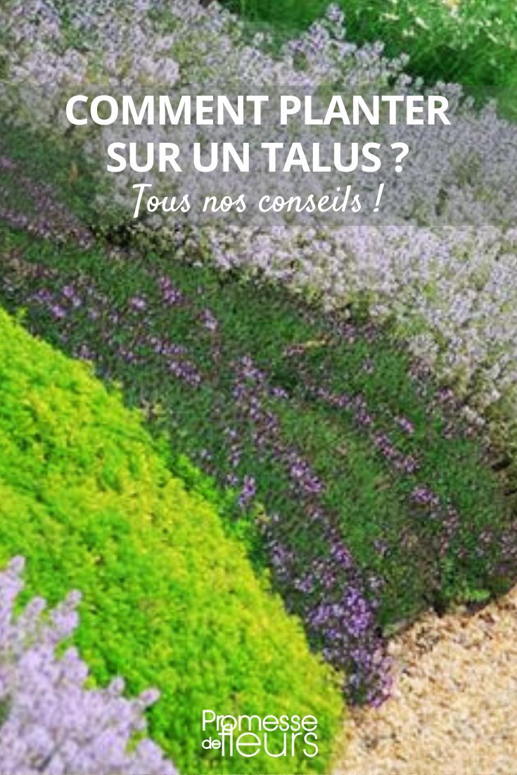 **Planting on Slopes: Techniques**

Planting on slopes requires specific techniques to ensure the success of your garden.