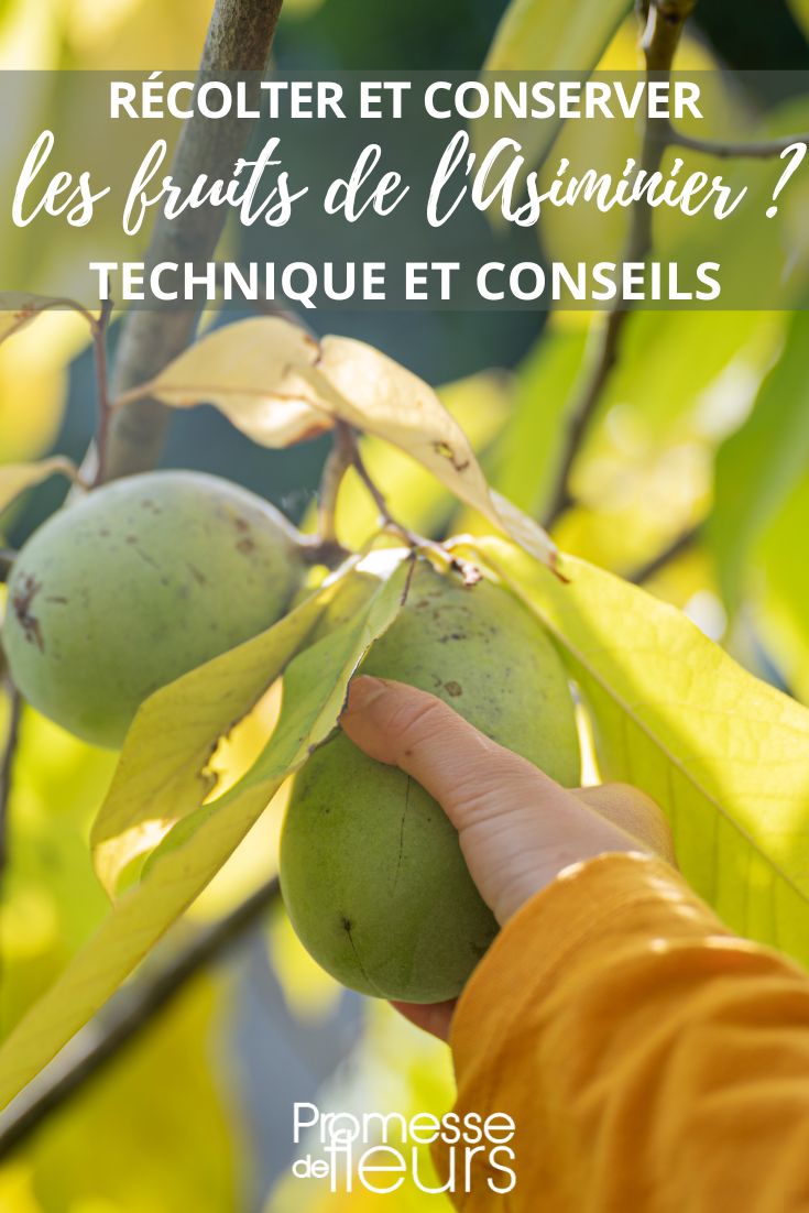 Pawpaws