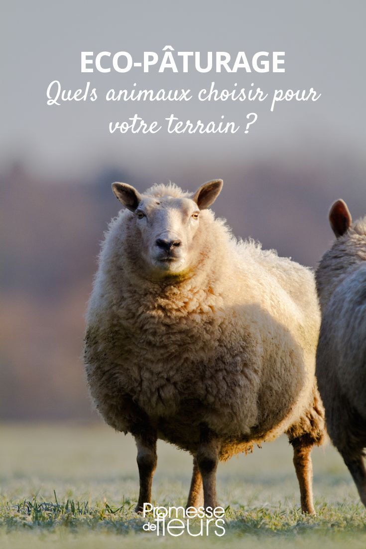 sheep and eco-grazing