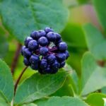 Eleutherococcus, Acanthopanax: Planting, Growing and Caring for Your Young Plant