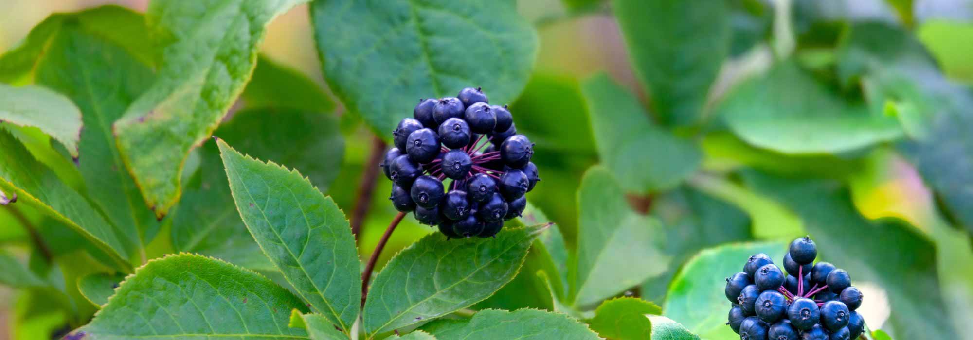 Eleutherococcus, Acanthopanax: planting, growing, and care