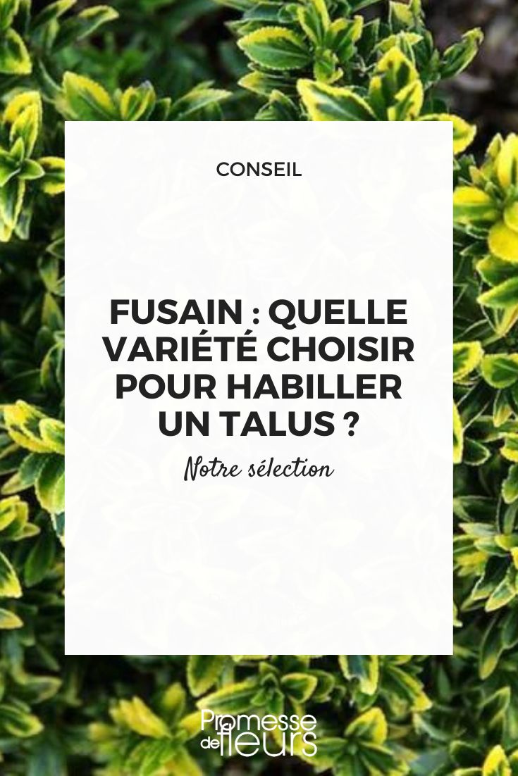 spindle tree euonymus talus