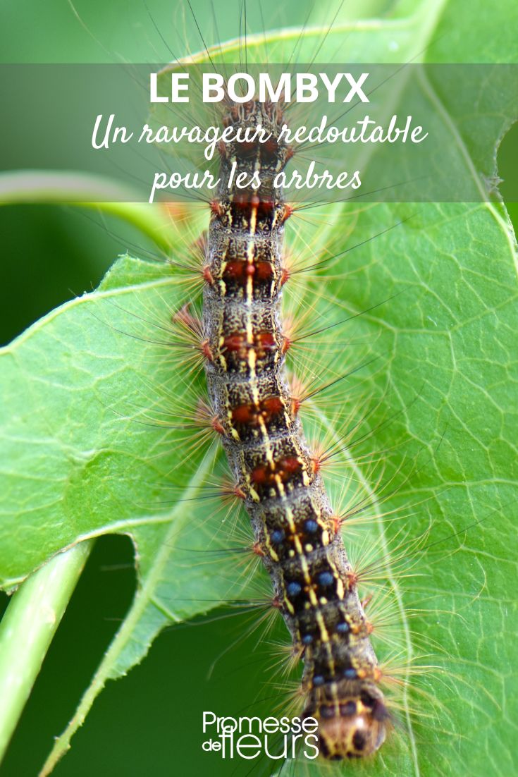 silkworm caterpillar