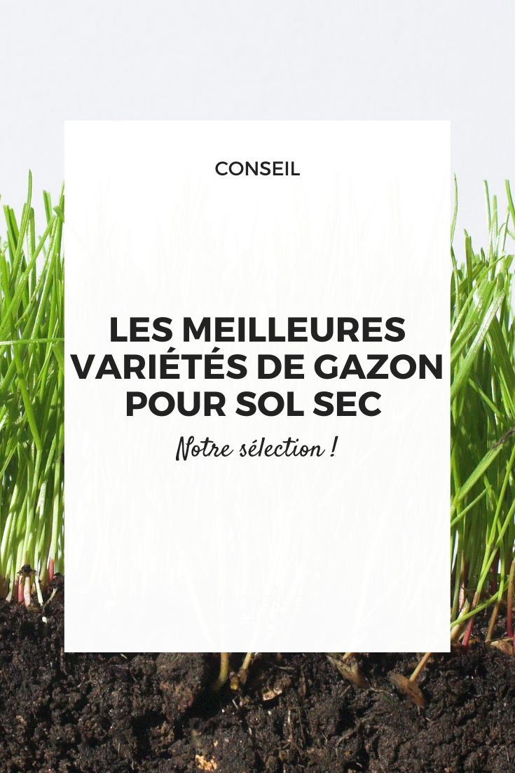 Drought-resistant short grass meadow seeds