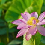 Nelumbo - Lotus: planting and care
