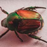 Japanese Beetle - Popillia japonica: An Emerging Invasive Threat?