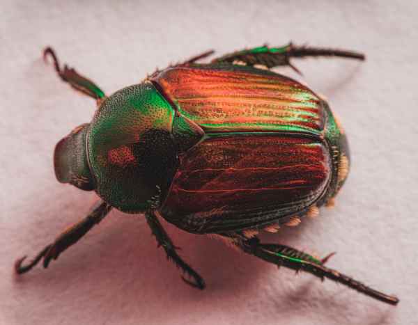 Japanese Beetle - Popillia japonica: An Emerging Invasive Threat?
