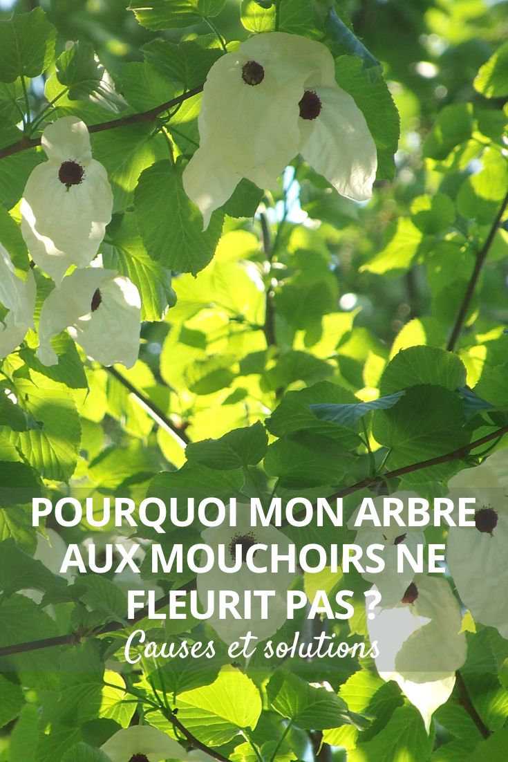 flowering Davidia tree, also known as the handkerchief tree