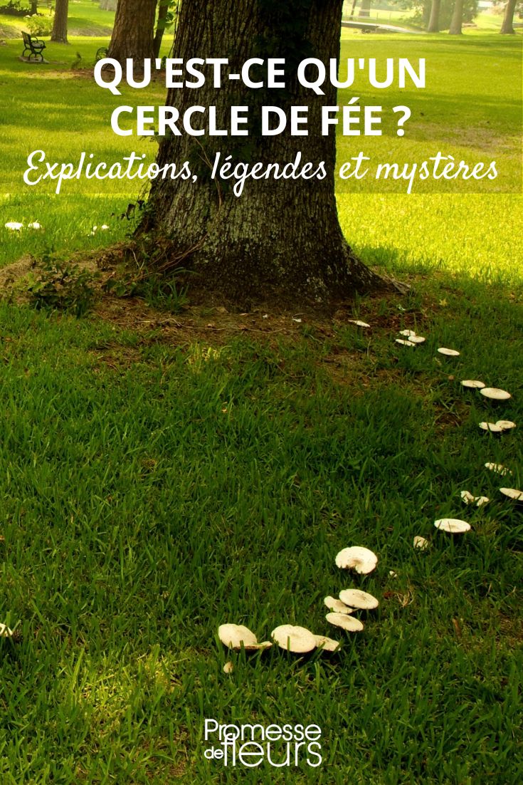 fairy ring, mushroom circle