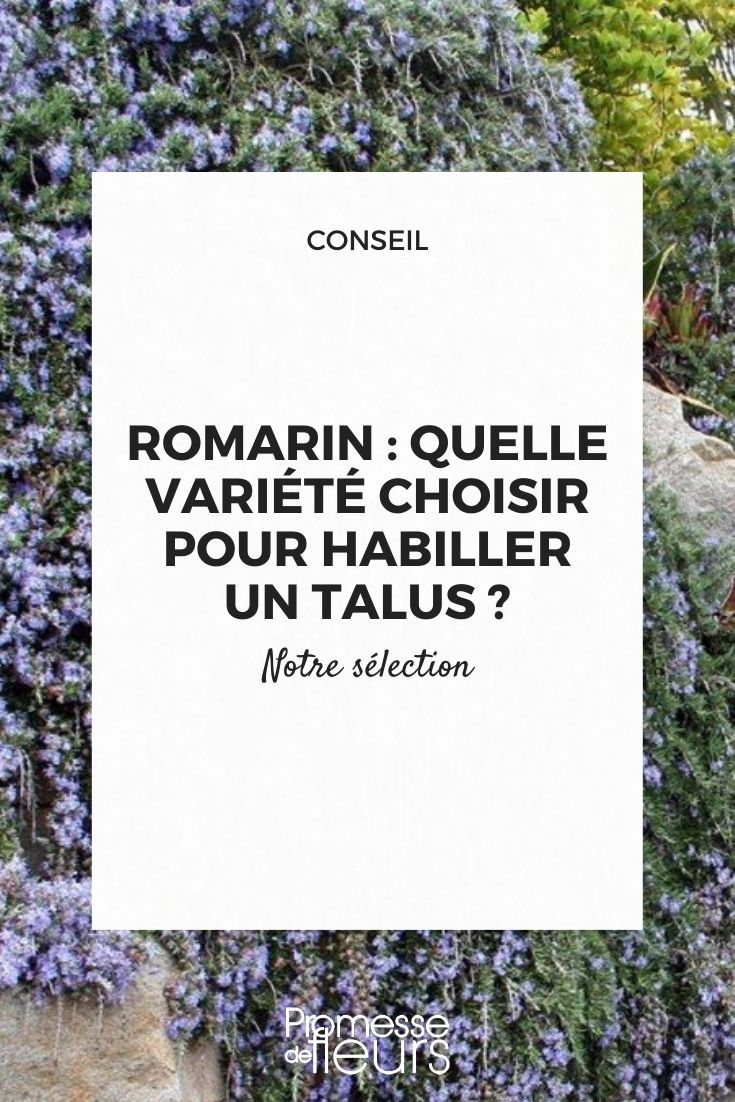 Rosmarinus officinalis 'Point du Raz'