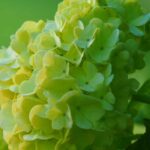 7 great ideas for pairing green flowers.