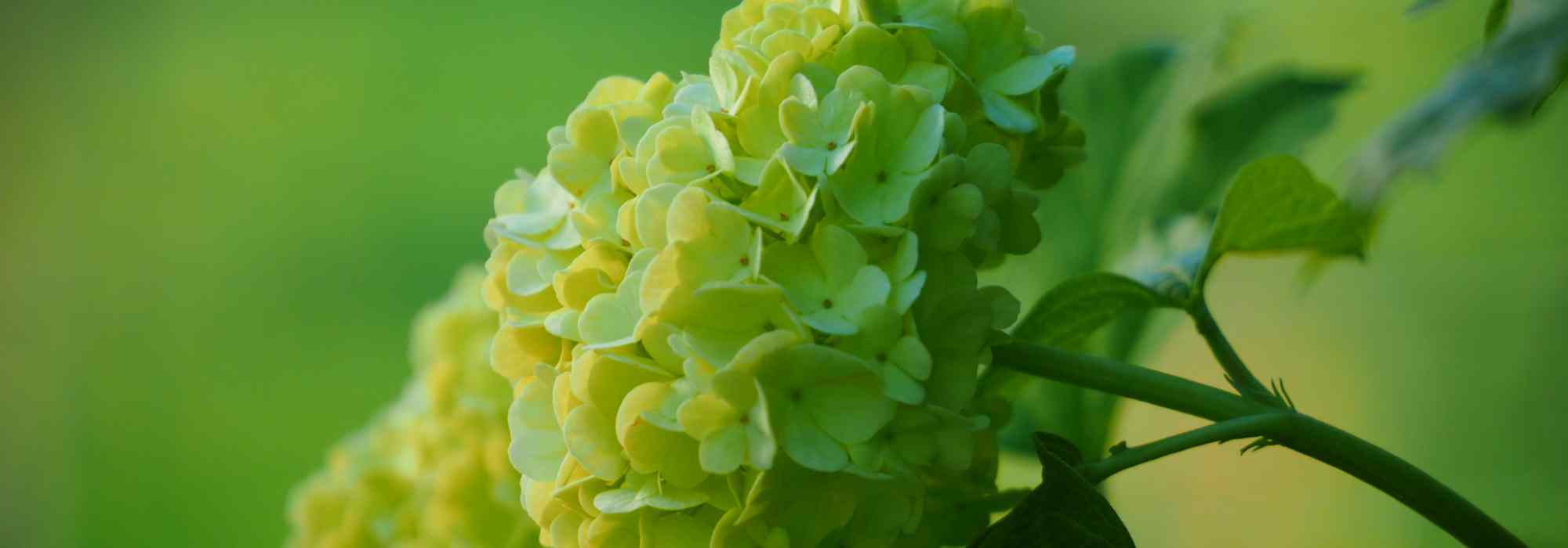 7 great ideas for pairing green flowers.