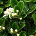 Lonicera: which variety should you choose to cover a slope?