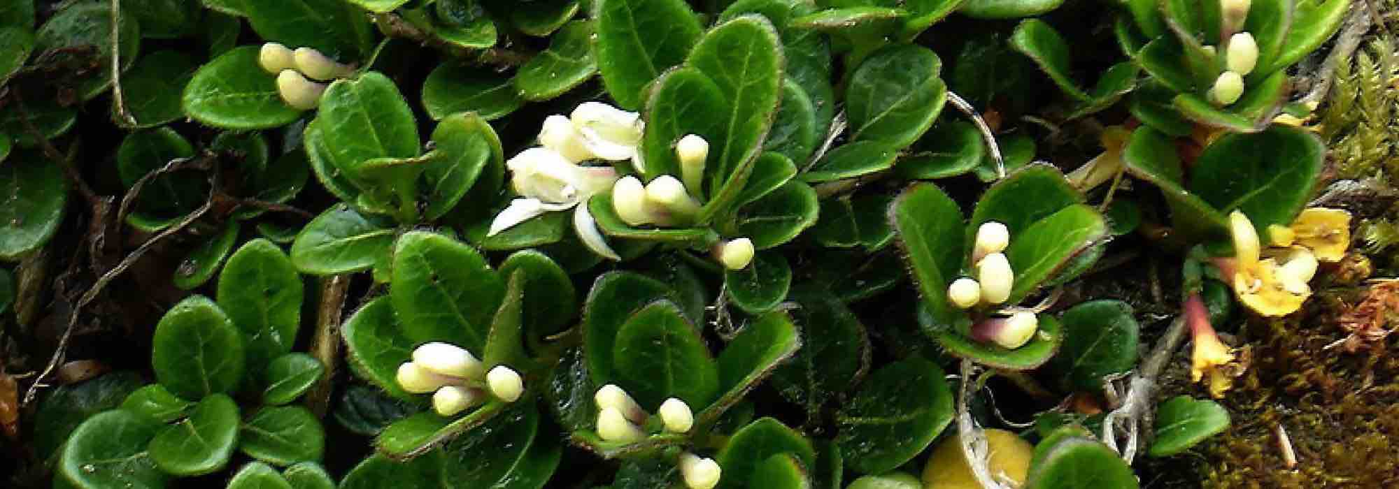 Lonicera: which variety should you choose to cover a slope?