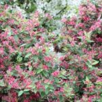 Bush honeysuckle: how to choose?