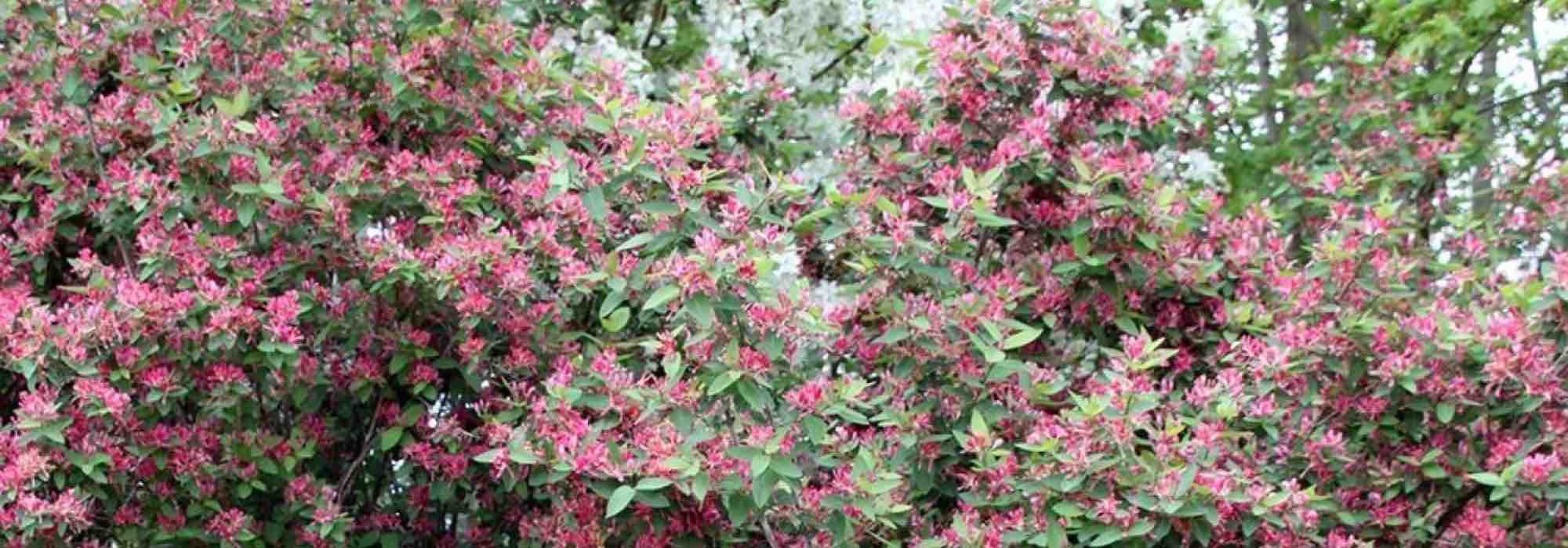 Bush honeysuckle: how to choose?